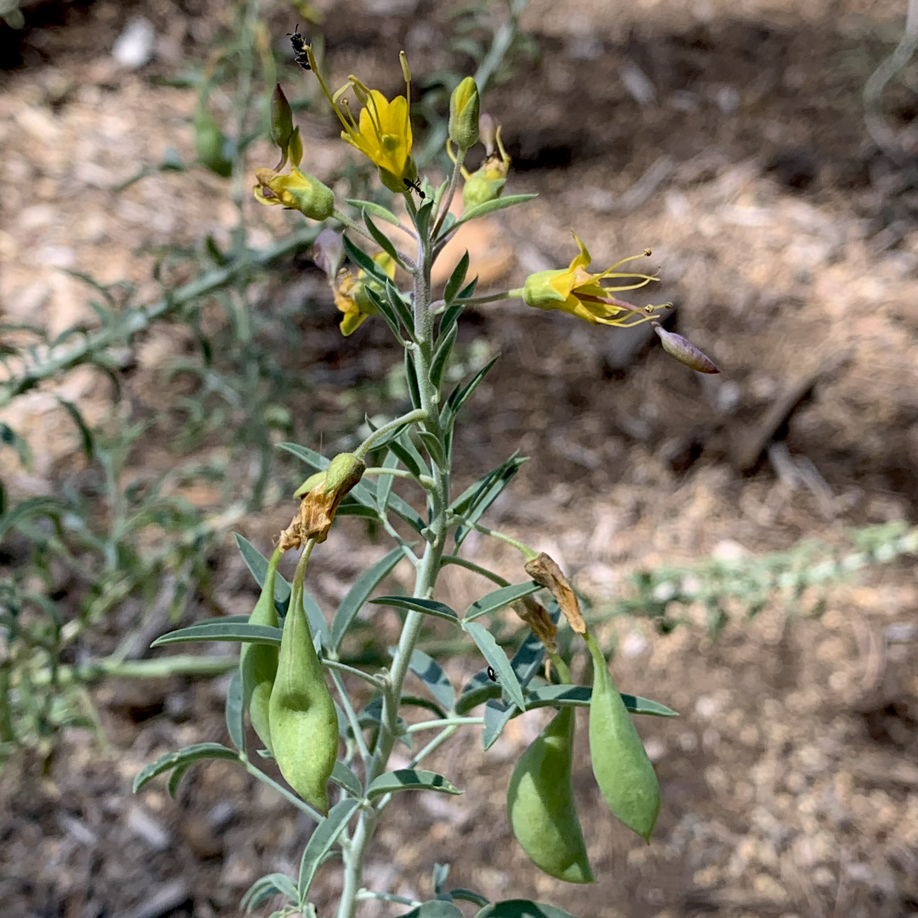 Bladderpod